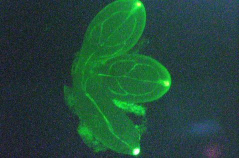 Green fluorescent protein in the thale cress